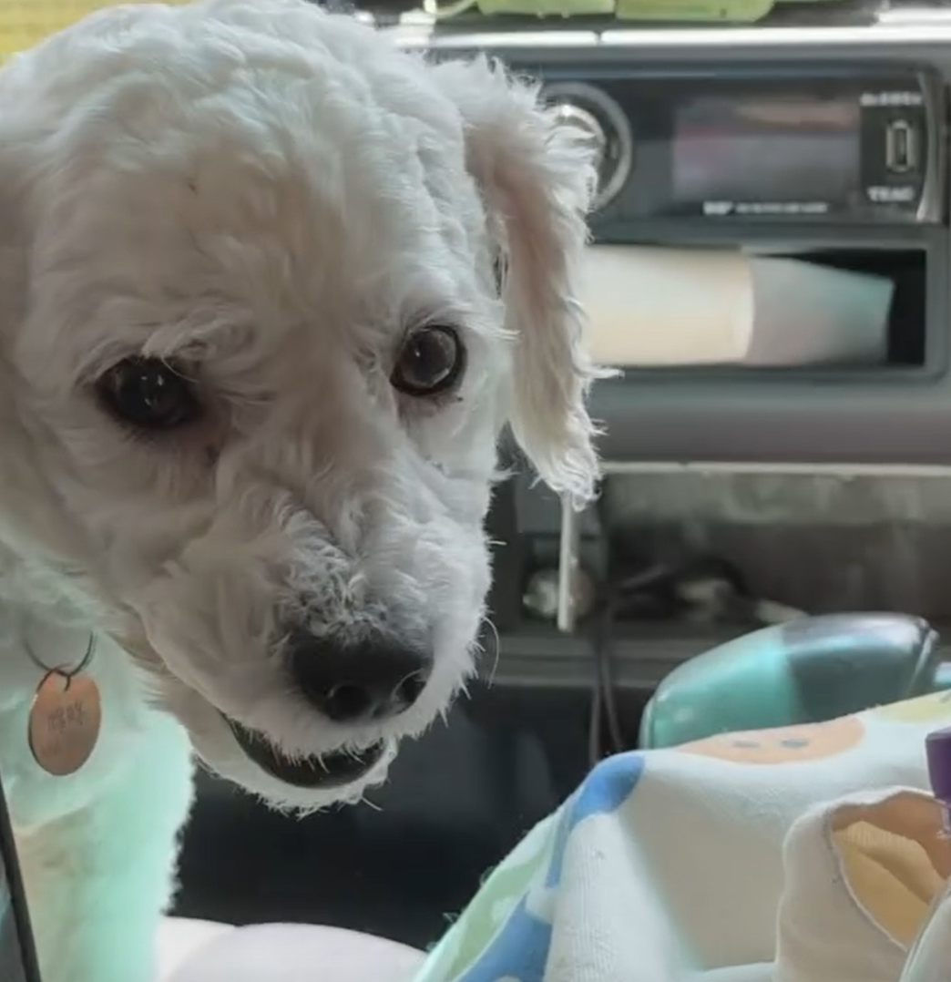 有網民近日坐的士時,驚喜發現女司機帶同愛犬開工,更安排牠坐前座座位,(Threads)