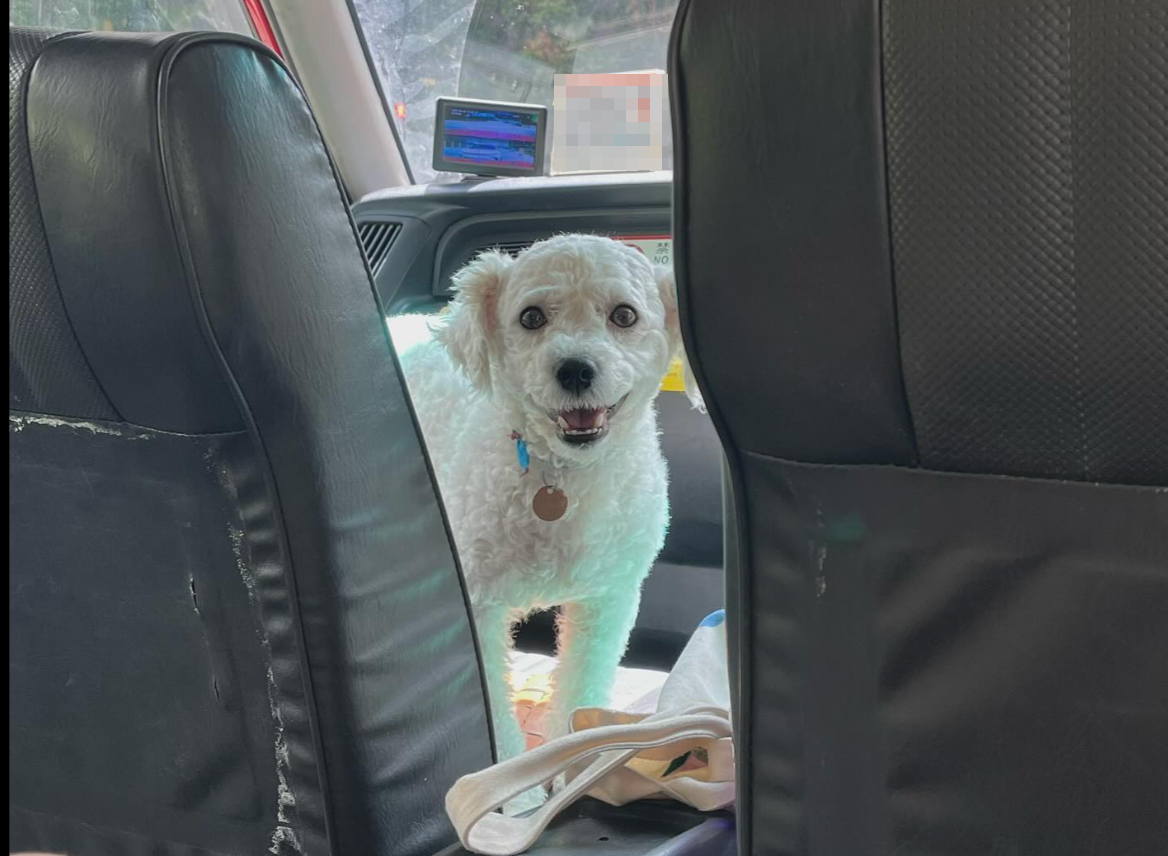 有網民近日坐的士時,驚喜發現女司機帶同愛犬開工,更安排牠坐前座座位,(Threads)