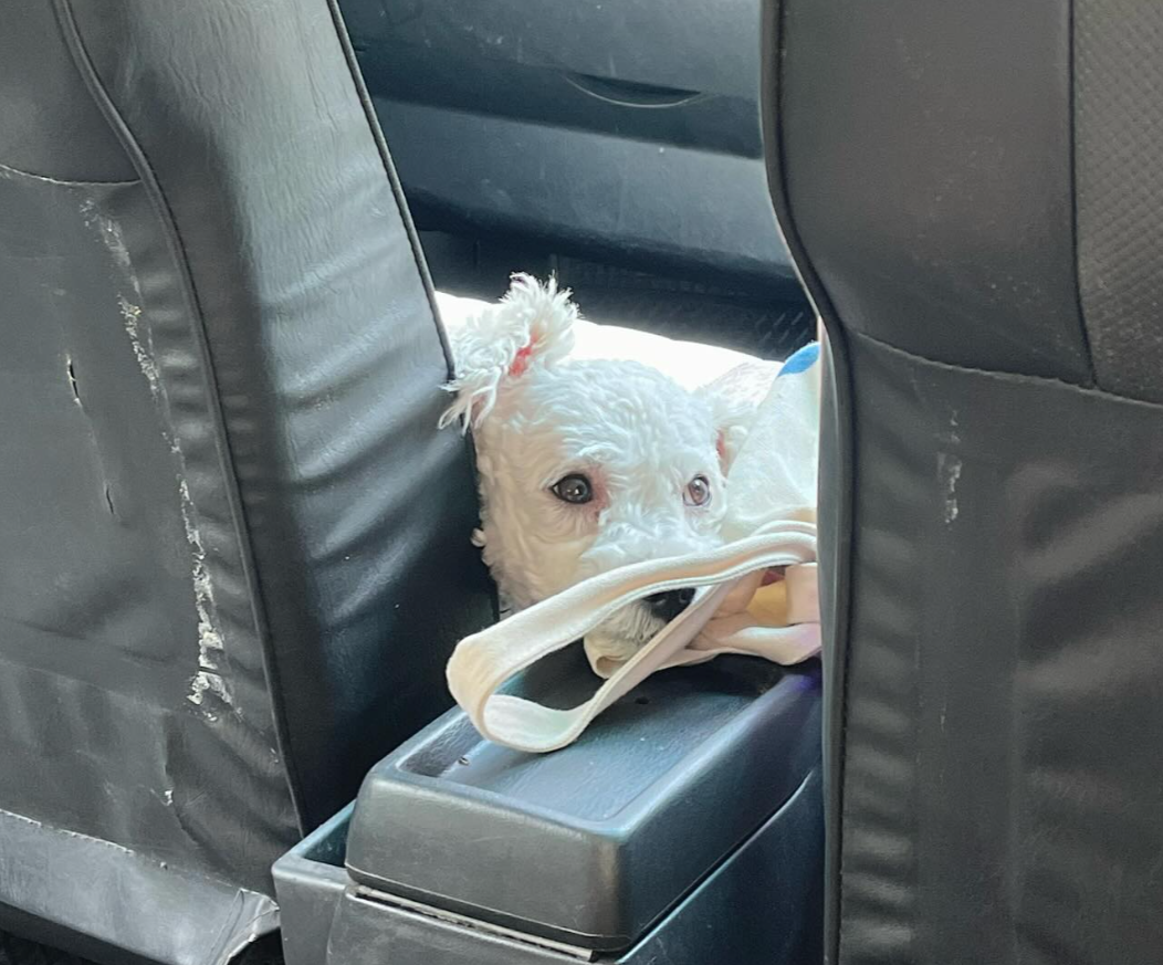 有網民近日坐的士時,驚喜發現女司機帶同愛犬開工,更安排牠坐前座座位,(Threads)