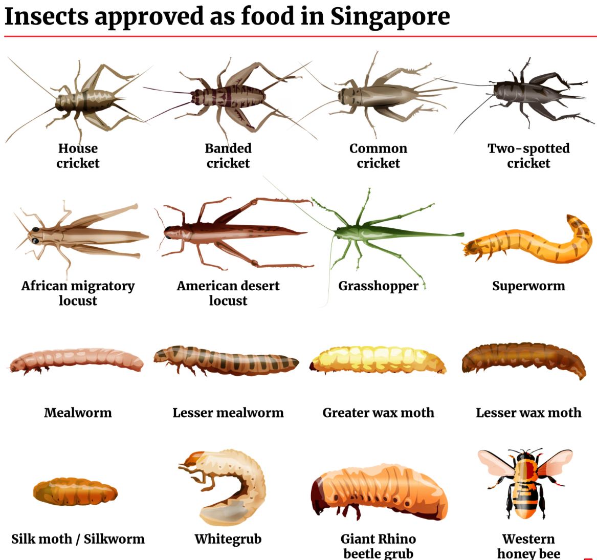 新加坡食品局周一(8日)起允許當地業者進口、生產和出售蟋蟀、蚱蜢、飛蛾、蠶蛹、蜜蜂等16種昆蟲食品,供民眾食用或用作動物飼料(網上圖片)