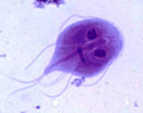 顯微鏡下的藍氏賈第鞭毛蟲。(互聯網)