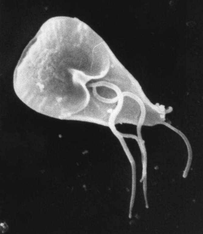 顯微鏡下的藍氏賈第鞭毛蟲。(互聯網)