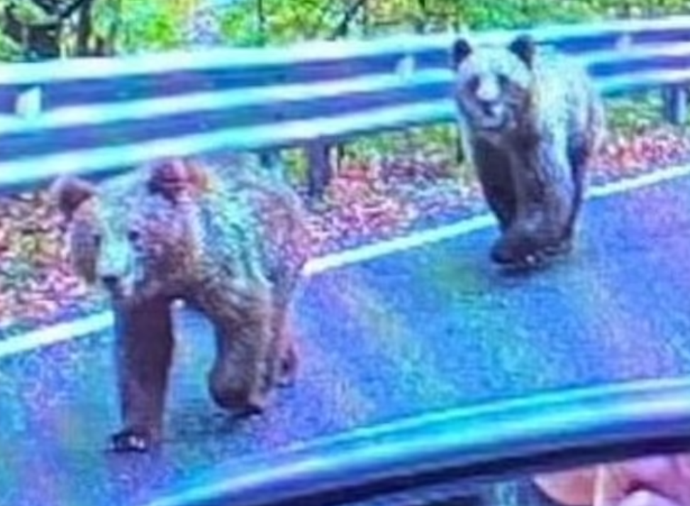 過去亦有旅客在羅馬尼亞山區發現熊蹤。(資料圖片)