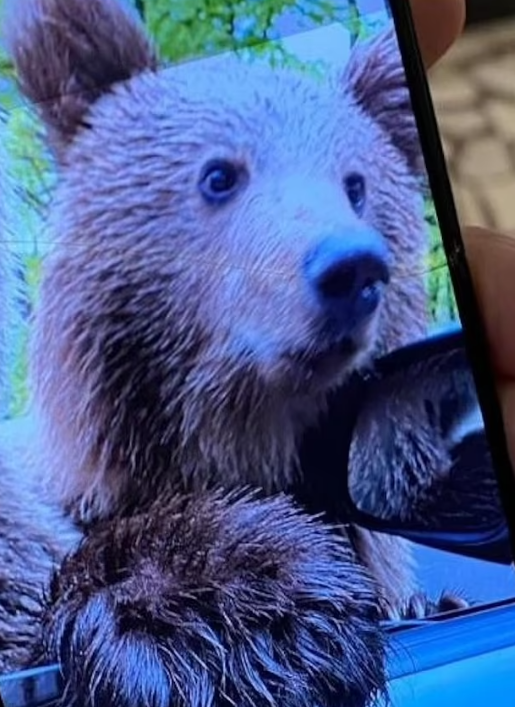 過去亦有旅客在羅馬尼亞山區發現熊蹤。(資料圖片)