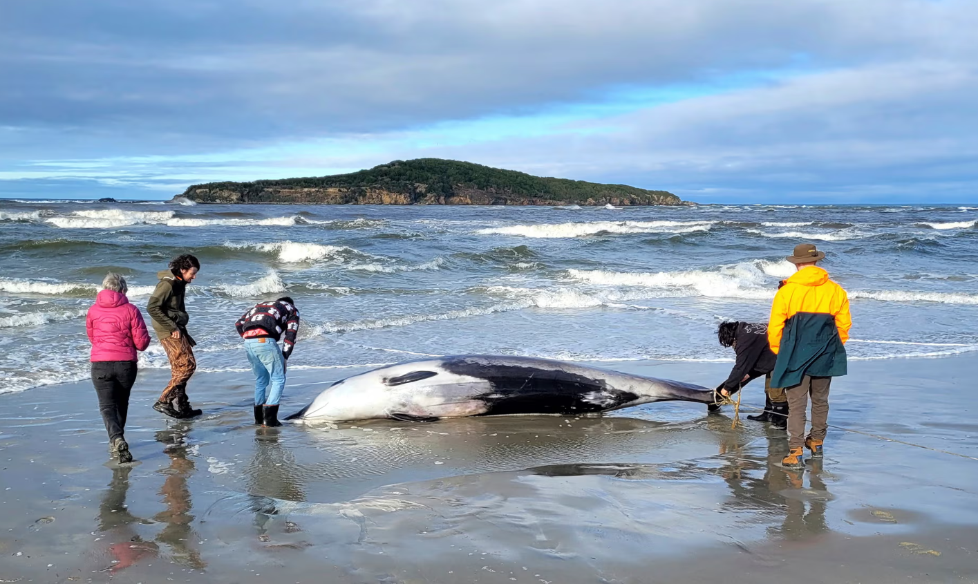 一條疑似鏟齒中喙鯨近日沖上新西蘭一處海灘。(美聯社)