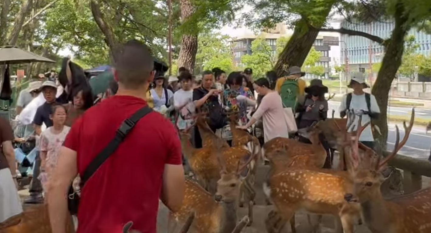 奈良公園一名白衣男腳踢及掌摑奈良鹿,其暴行被目擊者拍到。(影片截圖)