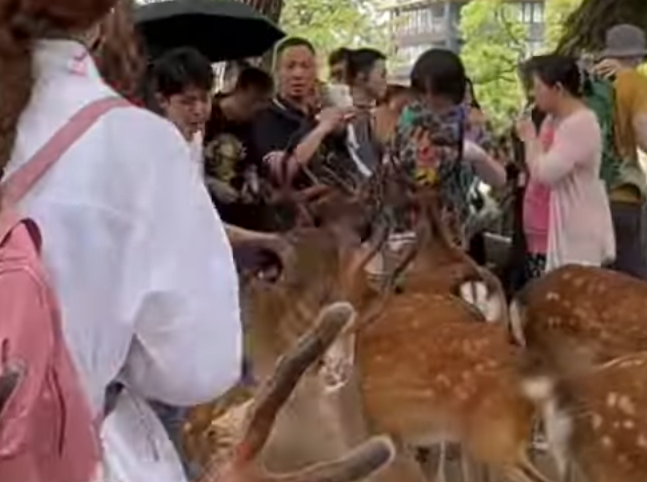 奈良公園一名白衣男腳踢及掌摑奈良鹿,其暴行被目擊者拍到。(影片截圖)
