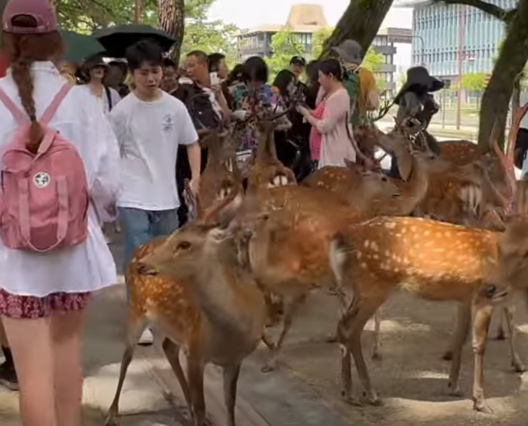 奈良公園一名白衣男腳踢及掌摑奈良鹿,其暴行被目擊者拍到。(影片截圖)