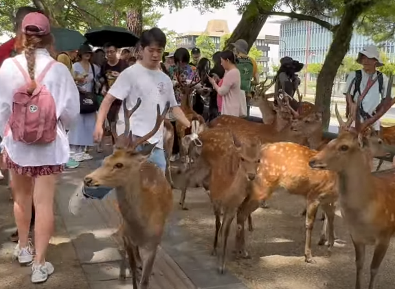 奈良公園一名白衣男腳踢及掌摑奈良鹿,其暴行被目擊者拍到。(影片截圖)
