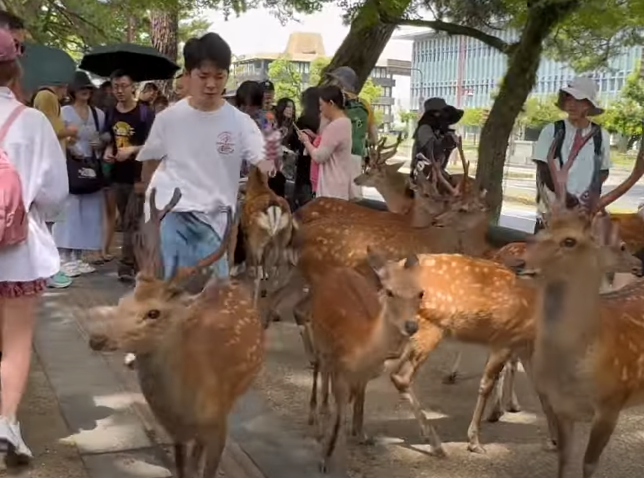 奈良公園一名白衣男腳踢及掌摑奈良鹿,其暴行被目擊者拍到。(影片截圖)