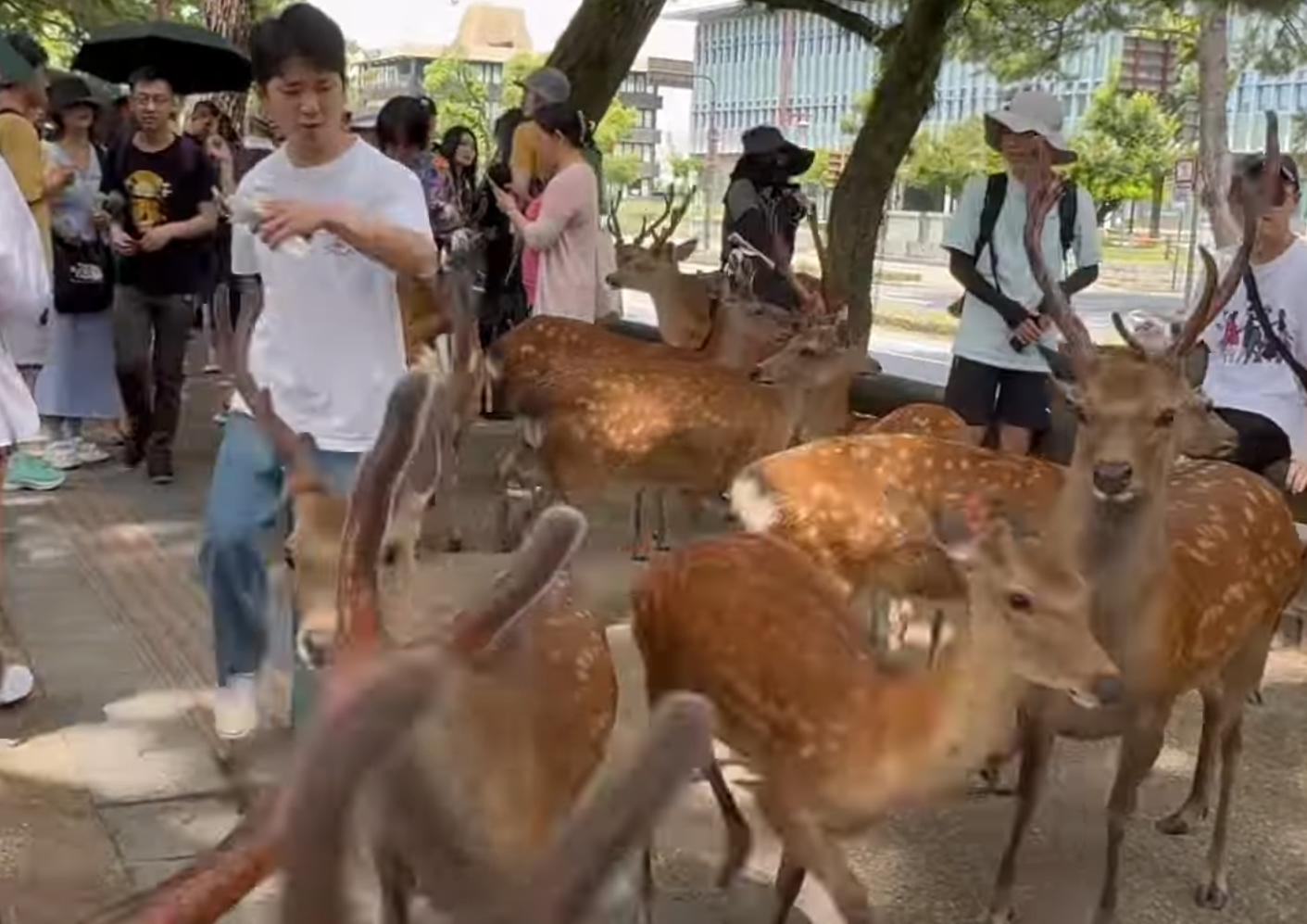 奈良公園一名白衣男腳踢及掌摑奈良鹿,其暴行被目擊者拍到。(影片截圖)