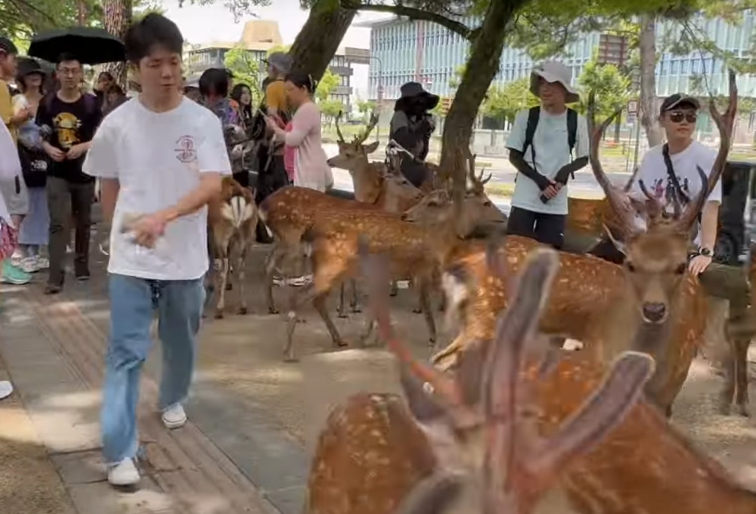奈良公園一名白衣男腳踢及掌摑奈良鹿,其暴行被目擊者拍到。(影片截圖)