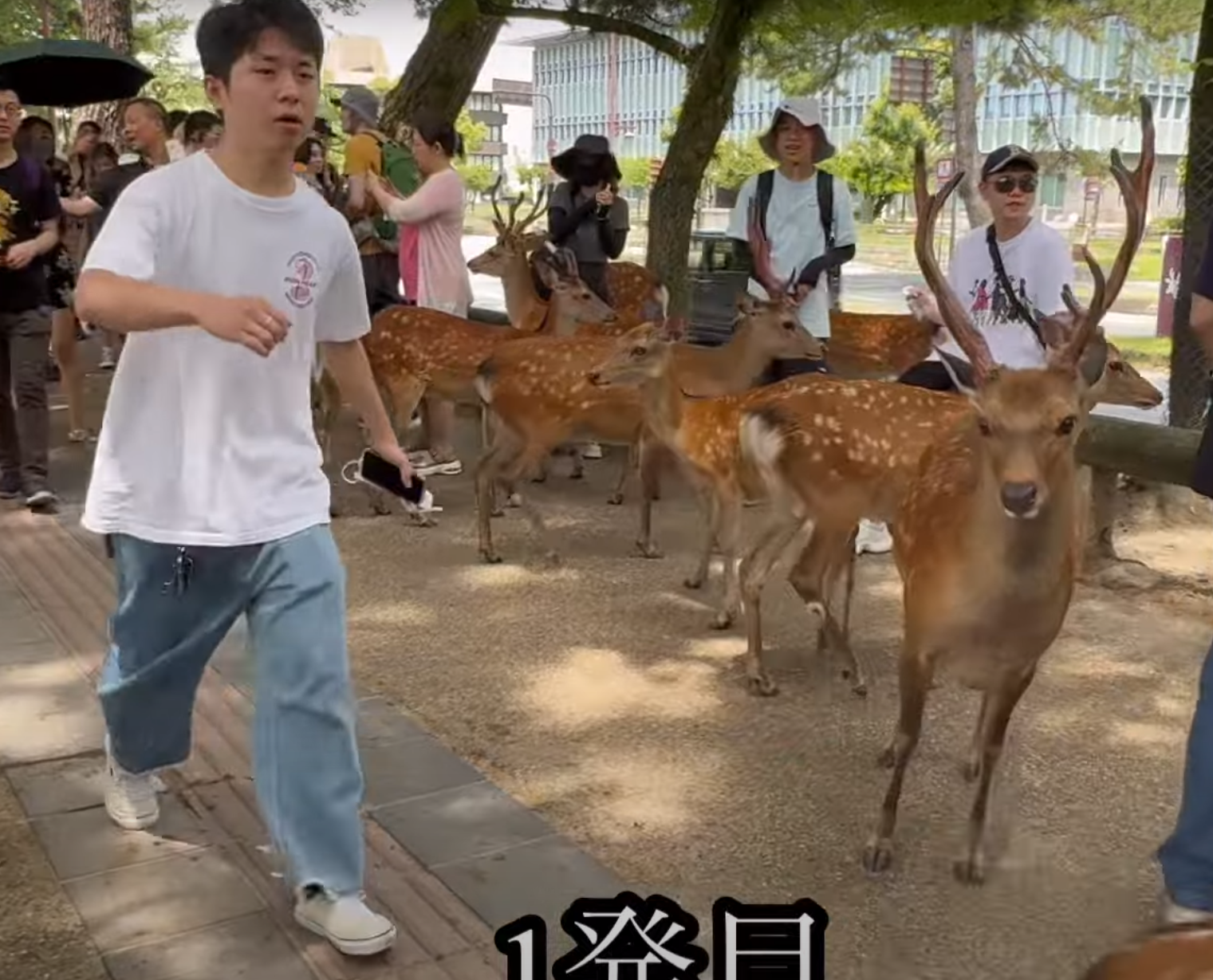 奈良公園一名白衣男腳踢及掌摑奈良鹿,其暴行被目擊者拍到。(影片截圖)