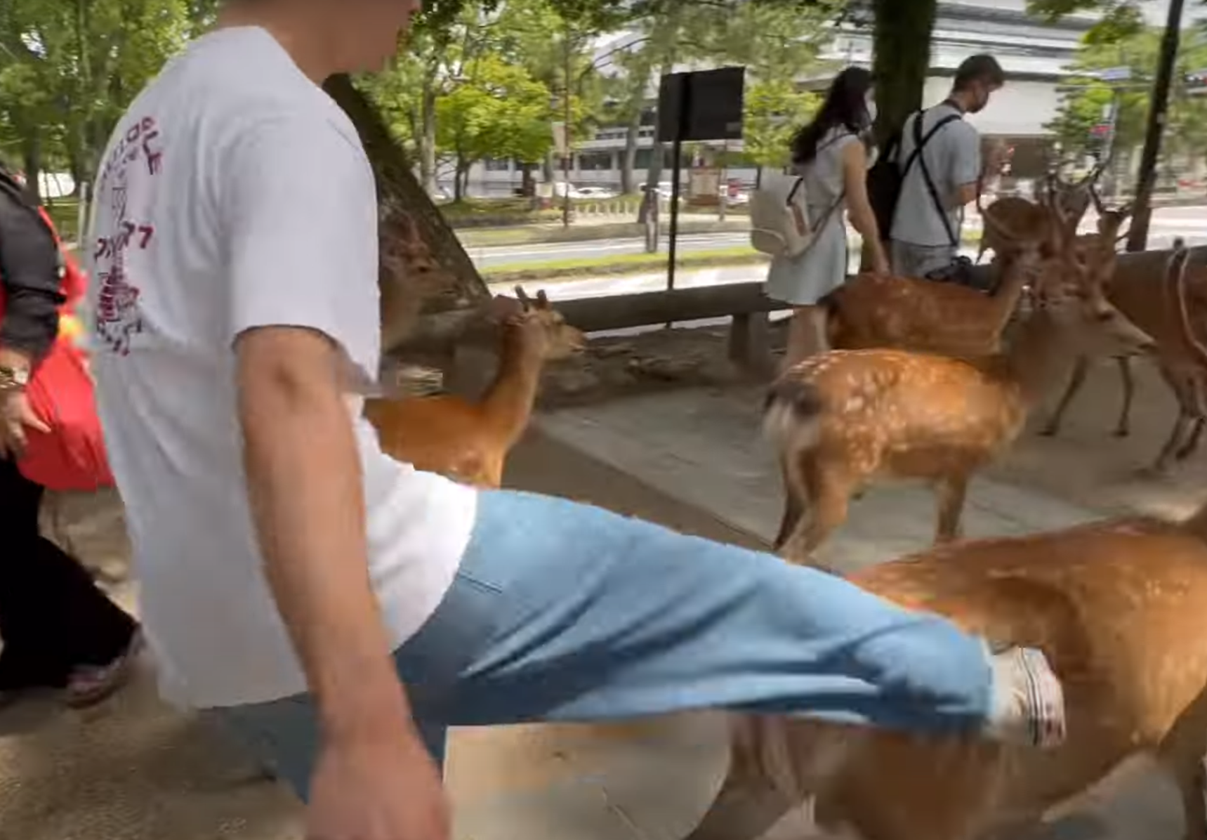 奈良公園一名白衣男腳踢及掌摑奈良鹿,其暴行被目擊者拍到。(影片截圖)