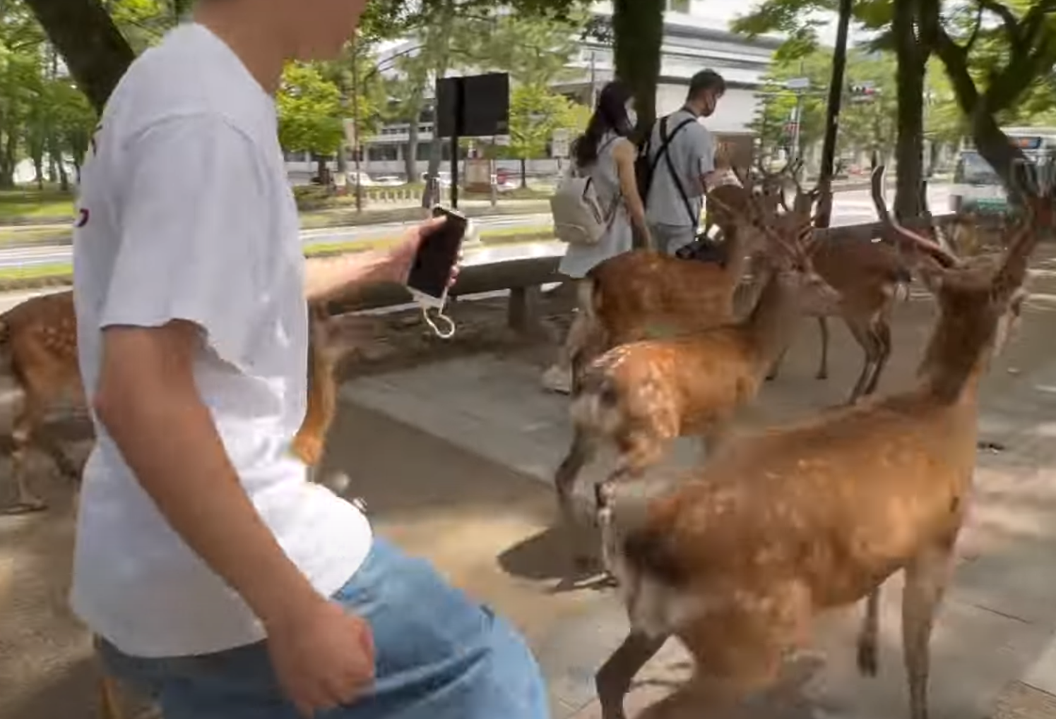 奈良公園一名白衣男腳踢及掌摑奈良鹿,其暴行被目擊者拍到。(影片截圖)