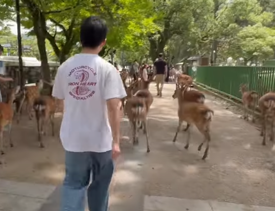 奈良公園一名白衣男腳踢及掌摑奈良鹿,其暴行被目擊者拍到。(影片截圖)