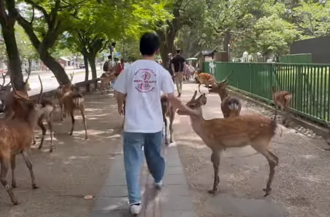 奈良公園一名白衣男腳踢及掌摑奈良鹿,其暴行被目擊者拍到。(影片截圖)