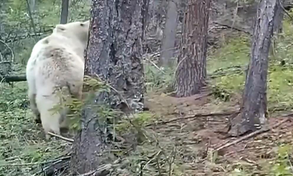 牠穿行在山林中,時而悠閒漫步,時而駐足觀望。(微博)