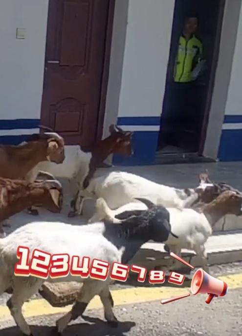 這已經是民警第二次幫助滕師傅找回羊群。(微博)