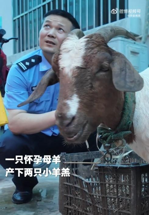 民警第三次找到羊群時,9隻羊竟然變成了11隻羊。(微博)