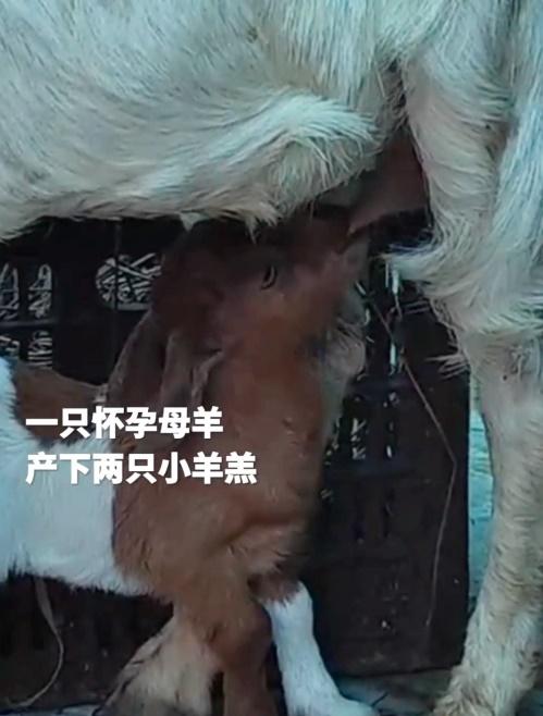 原來羊群走失期間,一隻母羊產下2隻羊羔。(微博)