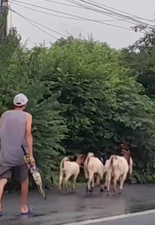 民警亦叮囑滕師傅,加強羊群管理。(微博)