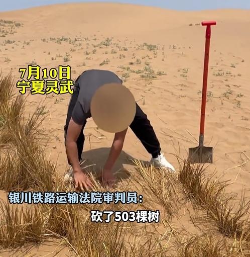 由於目前不是植樹季節,決定讓馬某先到保護區中約3,000畝的沙地裡紮草方格。(微博)