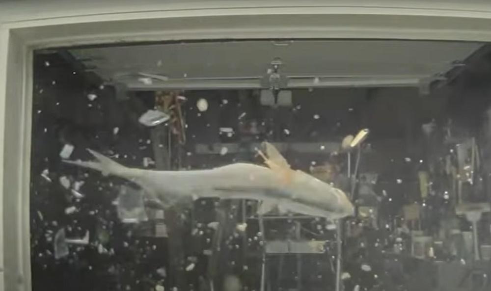 畫面顯示,一條大魚從空中掉下,重重地砸在擋風玻璃上。(YouTube)