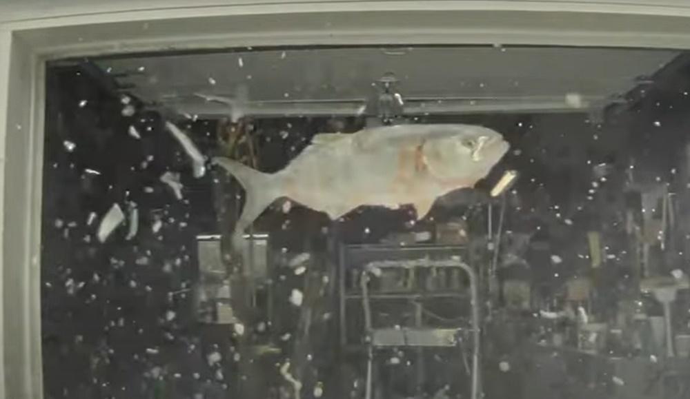 畫面顯示,一條大魚從空中掉下,重重地砸在擋風玻璃上。(YouTube)