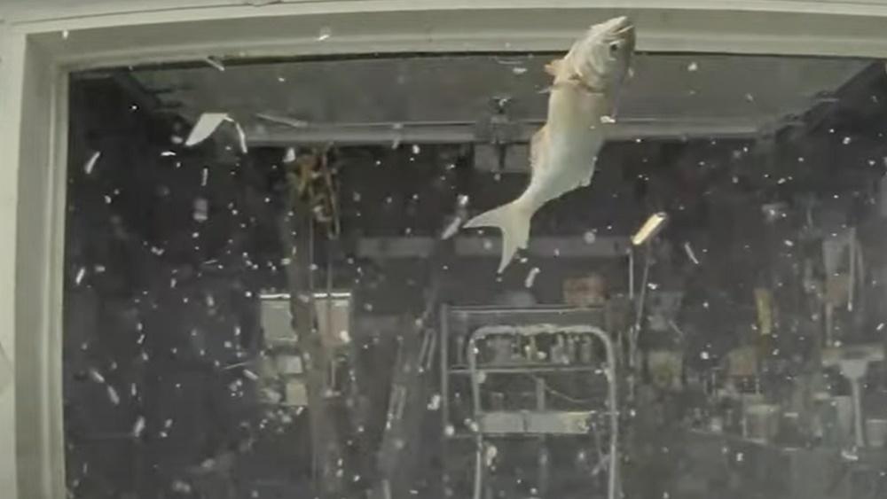 畫面顯示,一條大魚從空中掉下,重重地砸在擋風玻璃上。(YouTube)