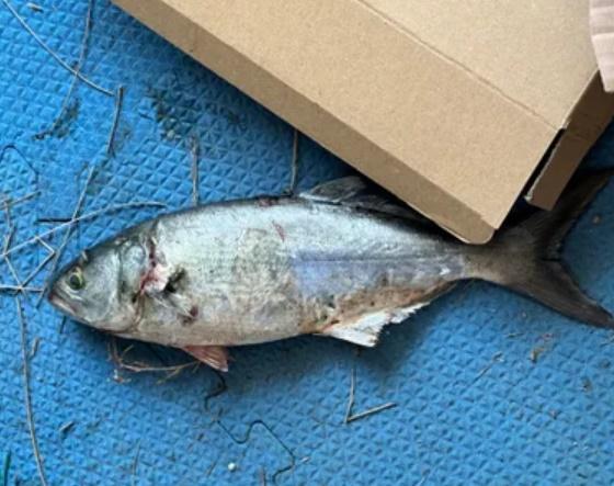 Jeff和Cynthia隨即懷疑有人惡意把魚擲向車子,但經過二人反覆推敲後,懷疑「兇手」很可能不是人。(網上圖片)