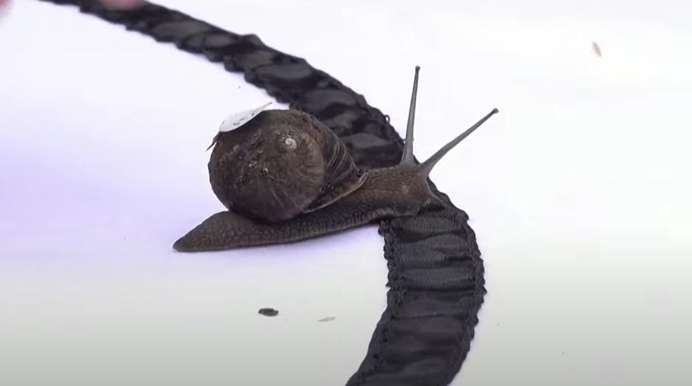 蝸牛Jeff以4分03秒的成績獲得冠軍,換算下來平均每秒跑了0.81厘米。(YouTube)