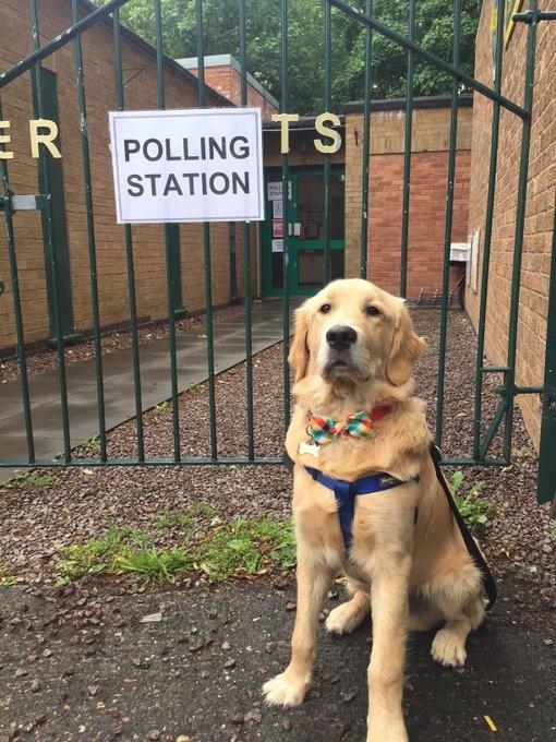 投票站狗狗「#dogsatpollingstations」。(X)