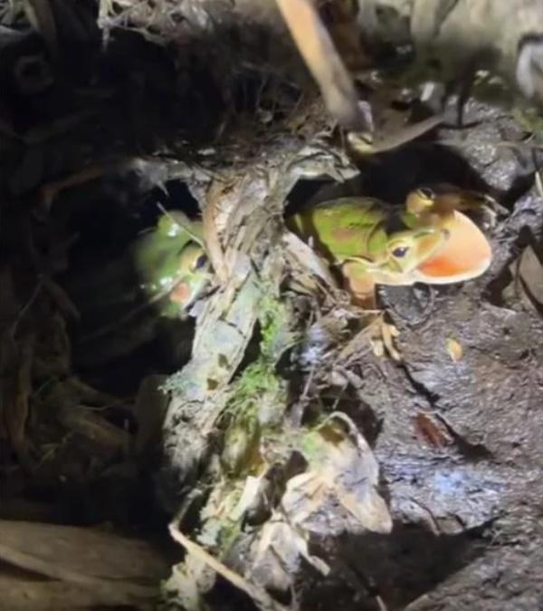 一隻大體型雌性青蛙正在咬著一隻雄性的後腿。(網上圖片)