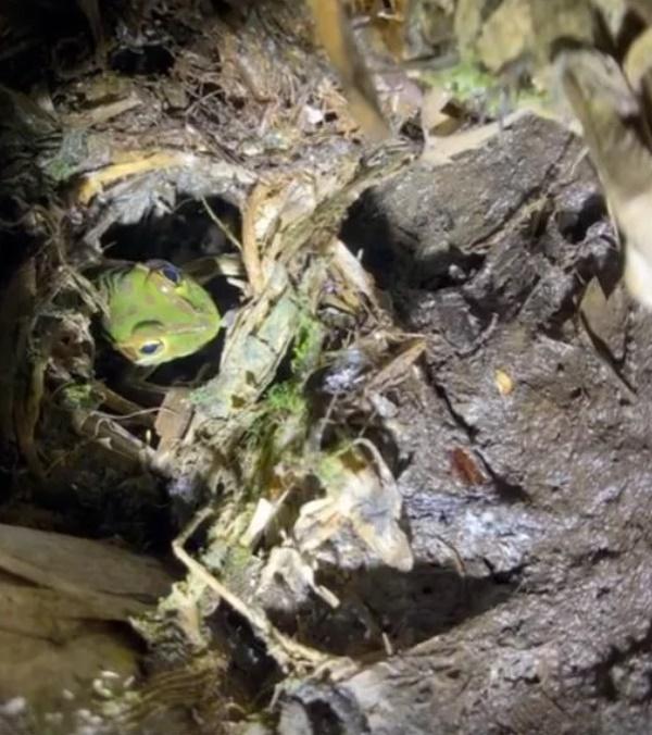 雌性可以長到約7厘米長,而雄性通常不超過 5厘米。(網上圖片)