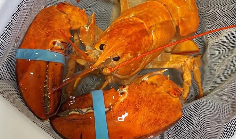 這隻橙色龍蝦被取名為「Crush」。(X)