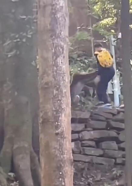 兩隻猴子快速向拿著食物的男孩衝去,當時男孩站在一處高台上,兩猴一童發生拉扯。(微博)