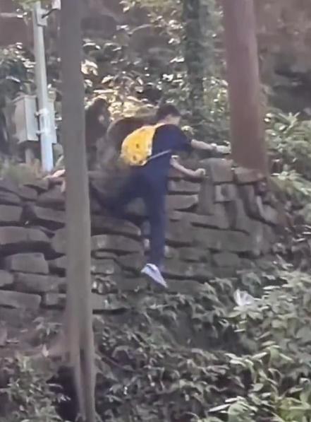 猴子為了搶奪食物就將男童推開,男童踏了個空,隨即從高台上跌落約4米深山坡。(微博)