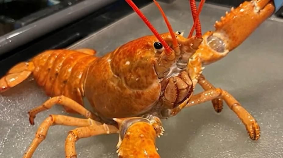 水族館經理表示,Crush適應了新環境後變得十分活躍,積極探索牠的水族箱。(X)