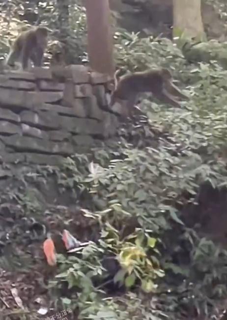 周圍的遊客都嚇了一跳,猴子則四散去。(微博)