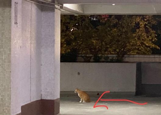 沙田區一屋苑平台的一隻家貓於上周五(5日)遭一名男子襲擊。(香港貓店長關注組@FB)