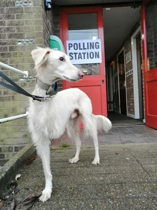 投票站狗狗「#dogsatpollingstations」。(X)