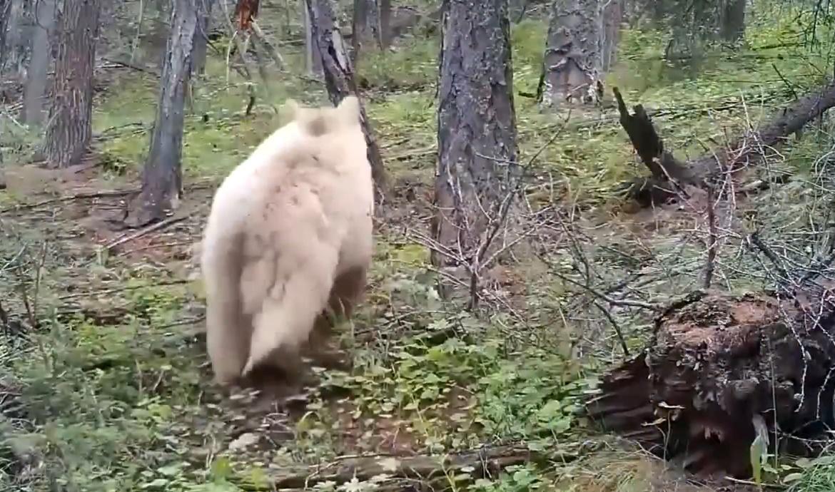牠穿行在山林中,時而悠閒漫步,時而駐足觀望。(微博)