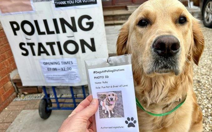 投票站狗狗「#dogsatpollingstations」。(X)