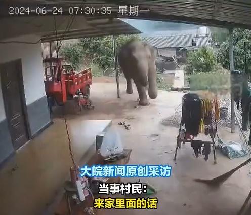 阿利車通過家中的CCTV目睹這一幕,進入他家的大象共有6頭,包括一隻小象和5隻成年大象。(微博)