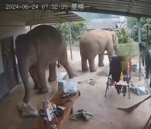 阿利車通過家中的CCTV目睹這一幕,進入他家的大象共有6頭,包括一隻小象和5隻成年大象。(微博)