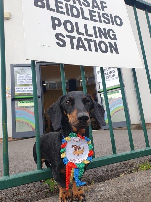 投票站狗狗「#dogsatpollingstations」。(X)