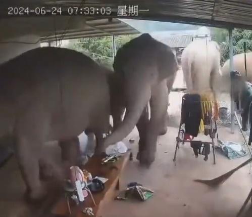 雖然當地經常有大象進村覓食的情況,但大象直接進入家中,令阿利車一家感到害怕和驚訝。(微博)
