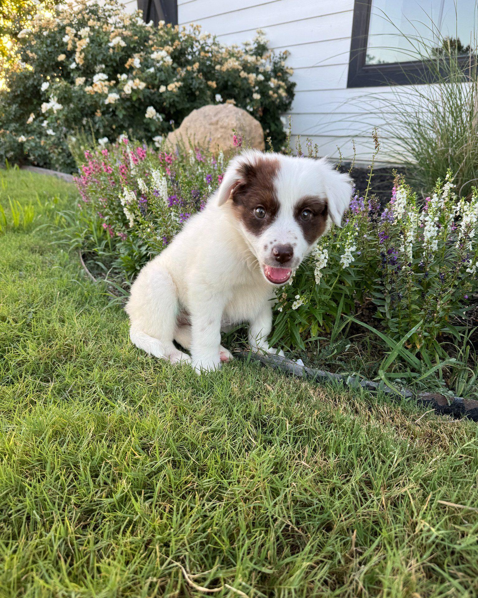 Haley的同袍已收養其中一隻小狗,給牠一個安穩的家。(FB)