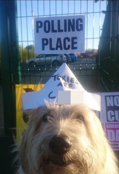 投票站狗狗「#dogsatpollingstations」。(X)